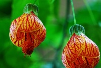 养“金铃花”，记住“3个”要领，盆盆开花多，枝条挂满红灯笼