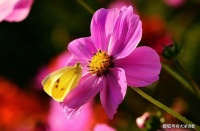 大洋诗歌：你的誓言如炭火， 温暖我眉间的回忆