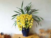 过年买年宵花，就要买它们，花开鲜艳花期长