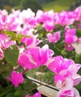 养三角梅，做错“3件事”，它会一直“装菜”，光长枝条不开花