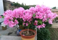 三角梅正在开花，3件事一定不能做，不然很快就凋谢，不然后悔