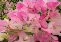 养三角梅，浇点“催花水”，2个月花开爆盆，满枝都是花！