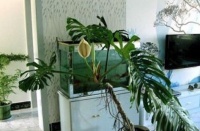 养上1盆“净化机器”，家里环境更干净，洁癖朋友都对你刮目相看