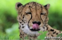 湖北19岁“女武松”，徒手打死只2米长的金钱豹，得了什么奖励？