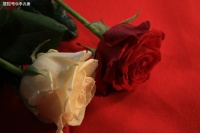 最有内涵的爱情句子，句句有哲理，请慢慢品味