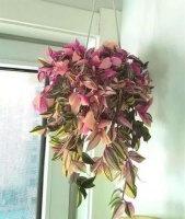 4种叶子花，比绿萝好养，比吊兰好看，是家庭盆栽佳品！