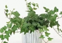 三种绿植适合养在卫生间，空气清新无异味，美观好看又实用