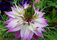 教你养护小技巧，既是迷雾中的爱，也是灌丛里的魔鬼