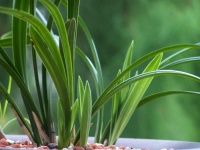 8月份养护兰花，教你小技巧，新叶蹭蹭冒，叶子翠绿，不黄叶烂根