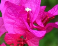 家有院子一定要养这三种花，既好看又耐活，还不赶紧学起来！