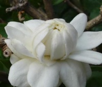 三种花最适合夏天养护，真是人见人爱，养护专家这样说！