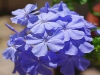 春天最适合养哪些花呢？养护专家这样说，养好开花到明年