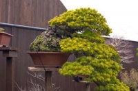 为什么你养的老桩只是盆栽，别人弄个小苗也能成为盆景？原来这样