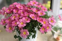 此4种花特别爱喜新厌旧，知道这个小妙招，花量才能轻松翻倍