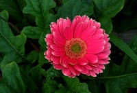 农历哪5天生的人，不愧对朋友，不亏待家人，四面成功，八面玲珑