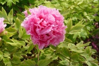 “农历生日是以下几个月的”，年轻苦难不断，越到晚年越富贵！