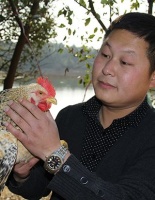 景德镇刘春生：不惧对比，锐意革新的新彩鸡王