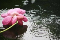 三毛说:夏日像一首绝句。夏日温柔，雨中逢花，墨韵素笺，美……