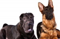 俗语“宅子出现三喜，家中能人辈出”，是何意？你家有哪一喜？