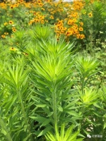 董雪丹：说不清的“蓬”｜散文选读