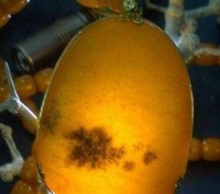 为什么玉石行业里有“一红二黄三羊脂”的说法