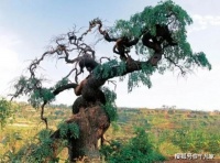 珍贵的歪脖树（天生我材必有用）