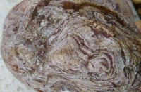 男子户外探险带回一块枯木头, 冲水后男子无法淡定了