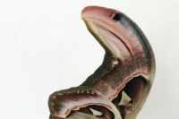 男子打扫时看到了一只奇特蝴蝶，专家鉴定后，直接瘫在地上