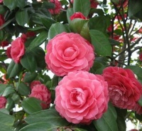 冬天养茶花，了解掌握3个要点，不黄叶不掉苞，花朵大又美！