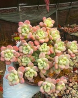 家里养多肉劳尔，了解掌握3个要点，上色美长满盆，变成香香老桩