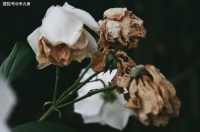 心情不好的说说短句子，句句伤感，适合发朋友圈