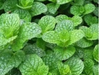 卧室里适合放这三种绿植，空气清新睡眠无忧，跟着养护专家学起来