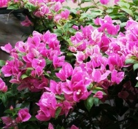 您的三角梅在开花吗？知道此几个小技巧，花开又大又艳开爆盆