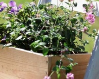 养花不用再浪费钱去买花盆了，自制这三种花盆，早看早知道！