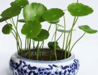 知道几个小秘诀，养出爆满盆其实很简单，做好这些就够了