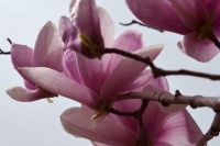 这花象征优雅古典的女神，仔细欣赏一下，竟是亭亭玉立的典范