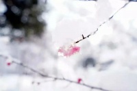 冬来无恙，愿我们彼此安好