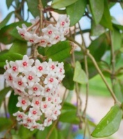 家里养盆球兰，嗖嗖爬满窗，开满花颜值高！跟着养护专家学起来！