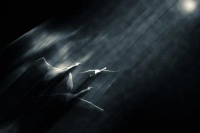 任正非：我的思想是灰色的