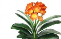 养君子兰、虎皮兰别乱用料，只用一样就足够了，保证花繁叶茂