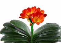 养君子兰只需用一土、两肥，叶子绿的发亮，年年花开大红球