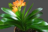 养君子兰怕烂根，调整一下盆土结构就能杜绝，你不妨试试