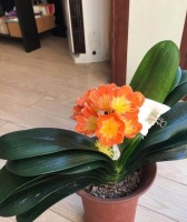 养君子兰，一年做1个操作，根系爆满盆！