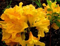 4种花很耐养，沾土就能活，新手懒人都喜欢，开花漂亮