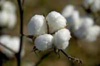 棉花，别具一格的美！棉花花语是什么，快来看看