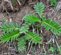 神话故事原型“人参果”节日送礼珍贵又有新意