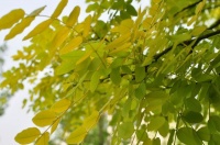 6首写母亲的唐诗，李白真实，李商隐悲伤，孟郊和白居易更值得一读！