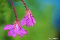 大洋诗歌：给黑眼珠姑娘的歌