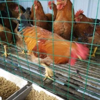 养鸡防锈铁丝网@失败不是一种过错