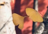 阿慧：大青脸｜散文选读